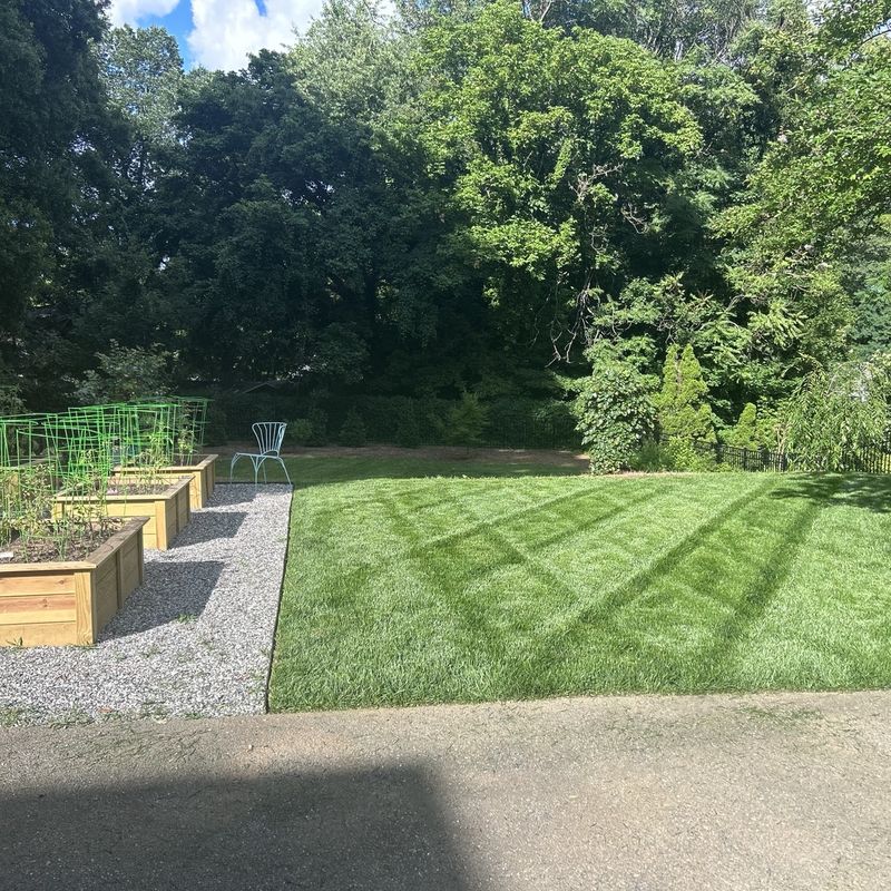Residential backyard with striped lawn next to a garden bed