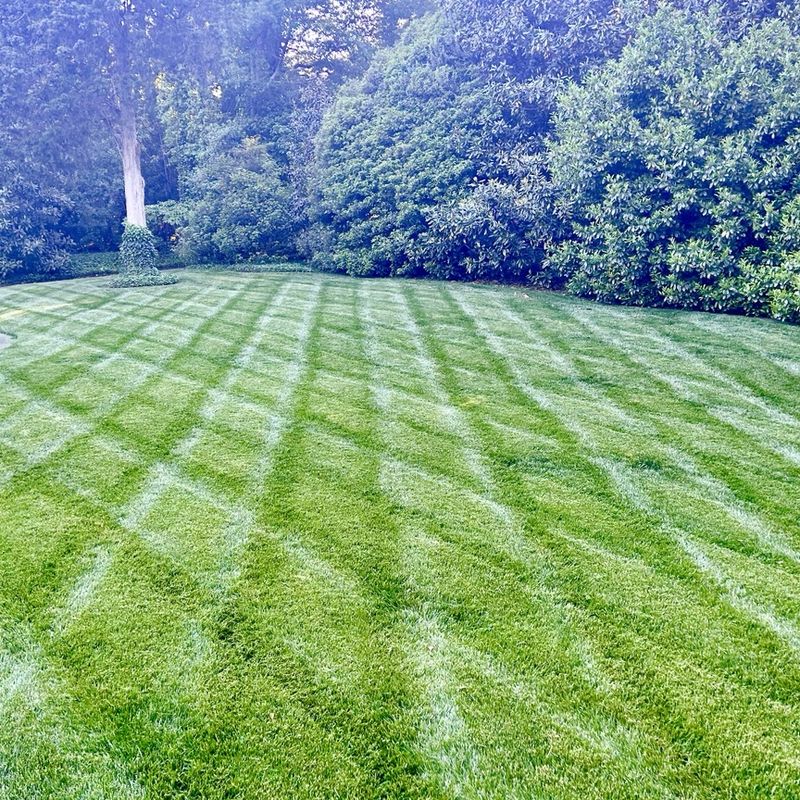 Precision striped lawn against a hedge backdrop