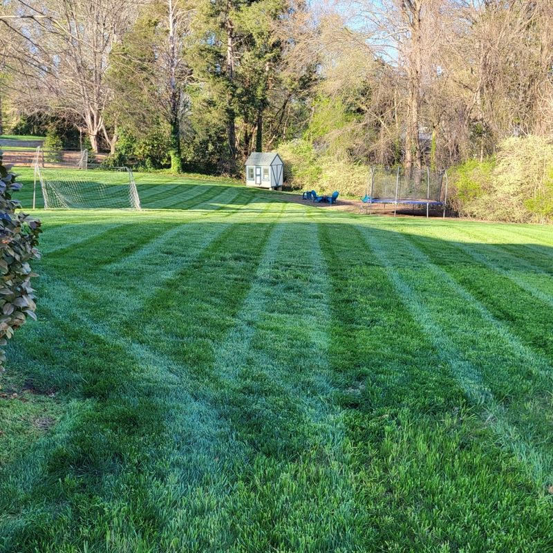 Large backyard lawn mowed with clean stripes near a play area