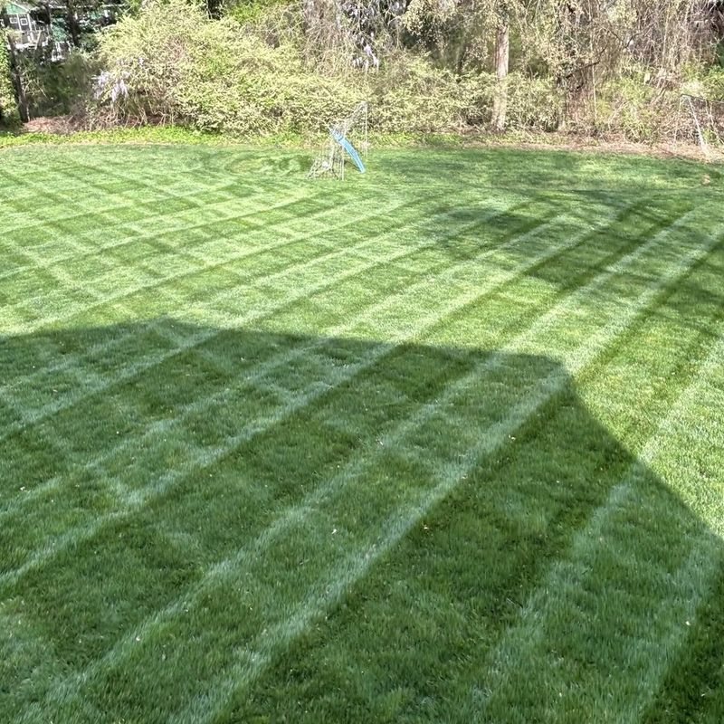 Freshly mowed lawn with crisp mowing stripes